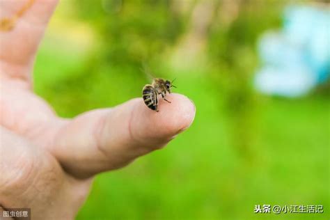 家裡有蜜蜂怎麼辦|3种方法来清除蜜蜂